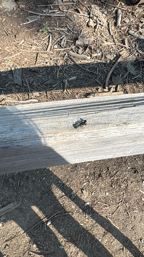iNaturalist observation photo of Western Black Carpenter Ant