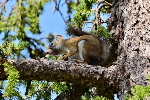 Fremont's Squirrel observed by dbsweidel