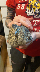 Coturnix