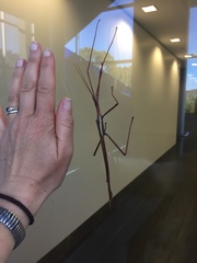 Tropidoderus rhodomus