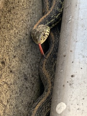 Thamnophis radix