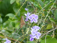Panoquina lucas