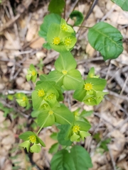 Euphorbia crenulata
