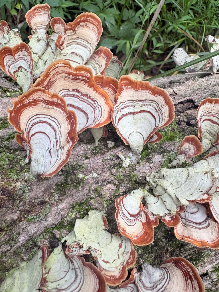 False Turkeytail · July 2026 · photo: Photo: (c) Emily Franzen, some rights reserved (CC BY) · iNaturalist