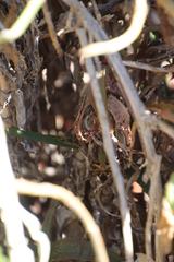 Macroglossum trochilus trochilus