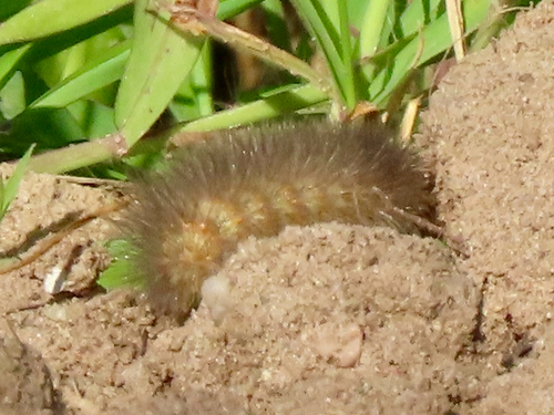 Salt Marsh Moth