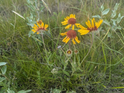great blanketflower