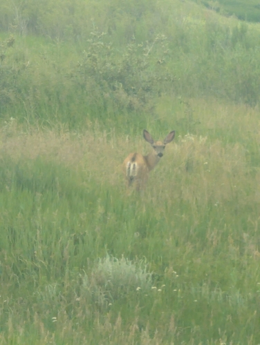Rocky Mountain Mule Deer