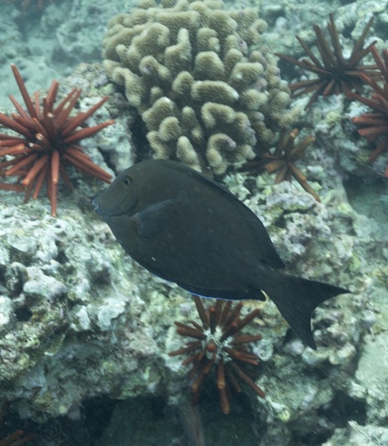 Acanthurus nigroris observed 2026-07-01