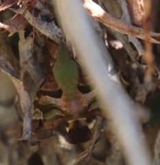 Macroglossum trochilus trochilus