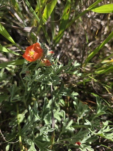 Scarlet Globemallow