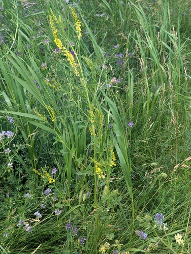 Yellow Sweetclover