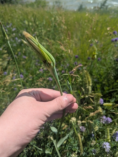 Yellow Salsify