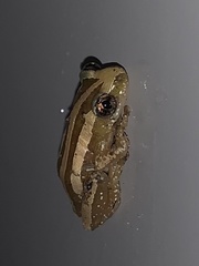 Afrixalus quadrivittatus