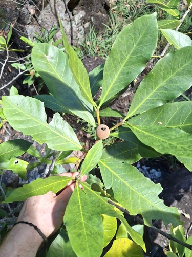 Atractocarpus sessilis observed 2026-07-03