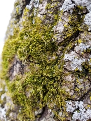 Sciuro-hypnum reflexum