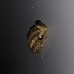 Afrixalus quadrivittatus