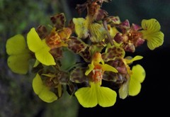 Trichocentrum cebolleta