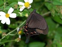 Papilio bianor thrasymedes