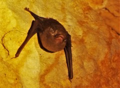 Balantiopteryx plicata