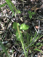Melanthiaceae