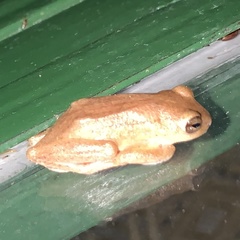 Hyperolius cinnamomeoventris