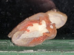 Hyperolius cinnamomeoventris