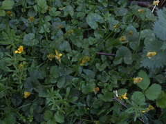 Ficaria verna