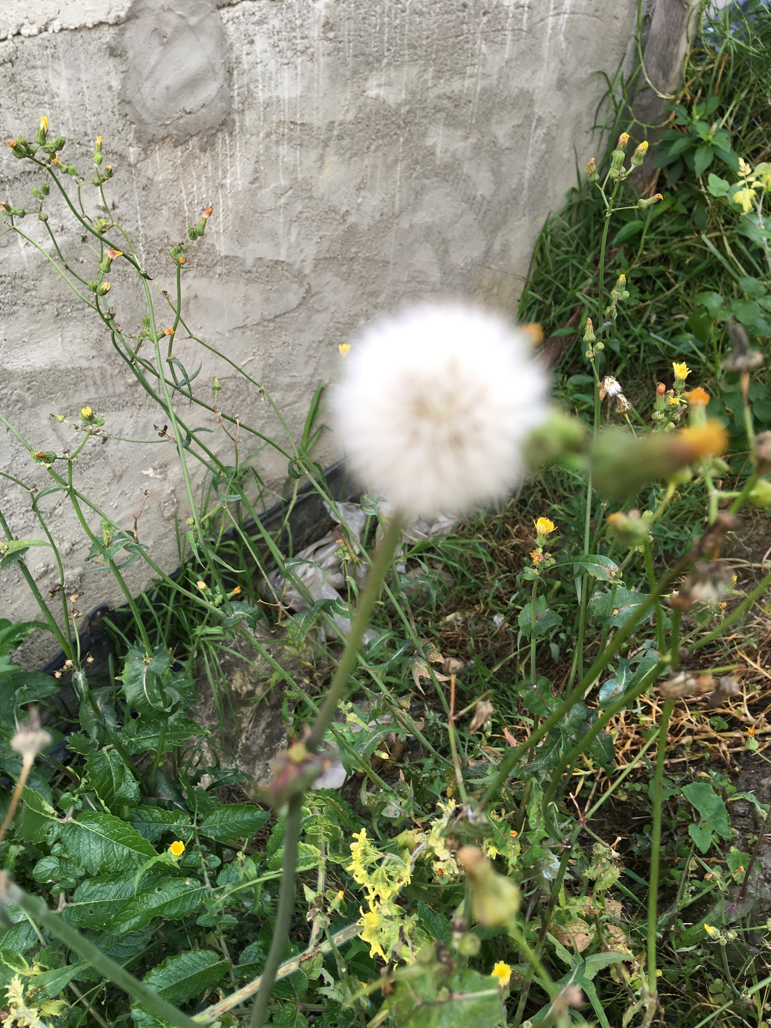Sonchus oleraceus image