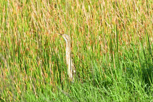 Pinnated Bittern (Botaurus pinnatus), photo 6