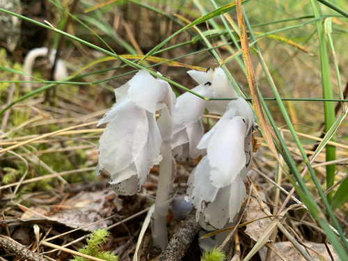 Ghost Pipe
