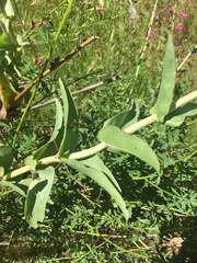 Penstemon × parishii