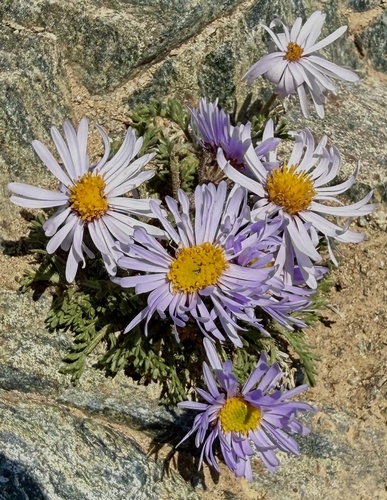 Erigeron pinnatisectus, photograph 3