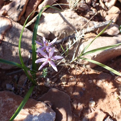 Wurmbea australis (Wurmbea australis)