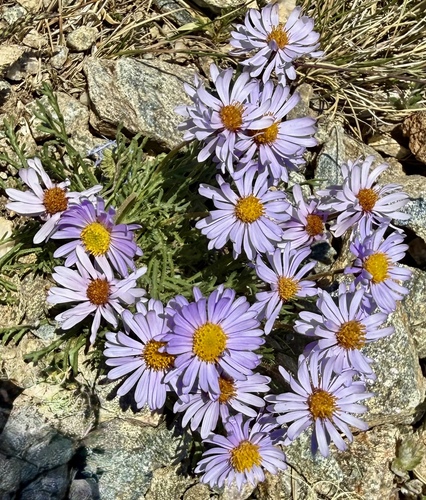 Erigeron pinnatisectus, photograph 2