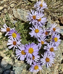 Erigeron pinnatisectus, photograph author not stated, no rights reserved