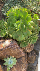 Aeonium arboreum
