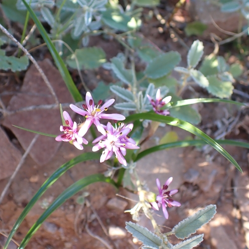 Wurmbea australis (Wurmbea australis)