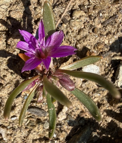 Lewisia pygmaea, photograph 2