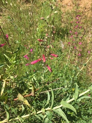 Penstemon × parishii