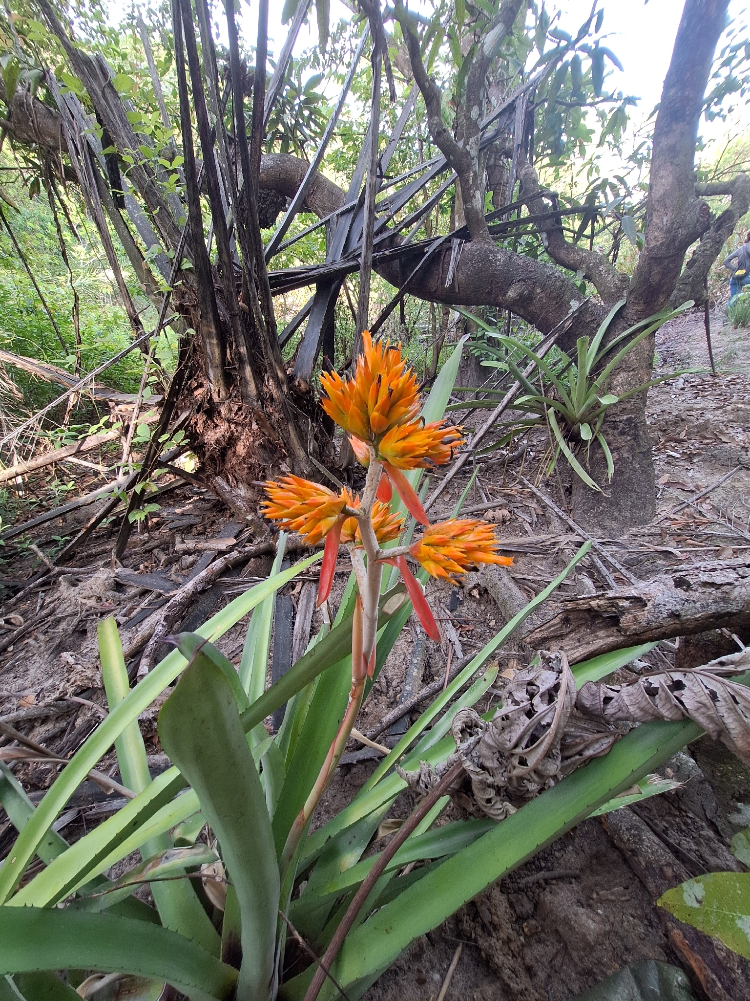 Aechmea aquilega