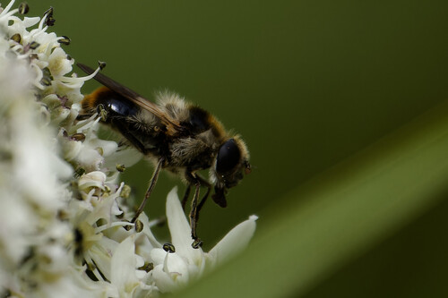 Bumblebee Blacklet, Nieuwe Niedorp, Netherlands, photo 6 of 10