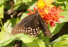 Papilio menatius victorinus