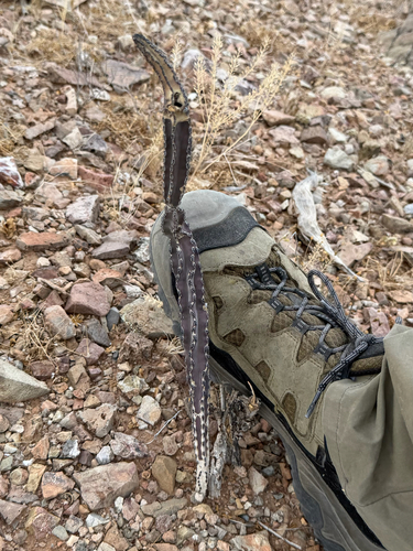 Peniocereus greggii, photograph 2