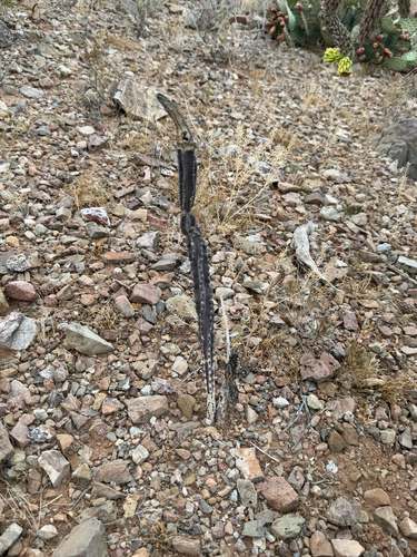 Peniocereus greggii, photograph 3