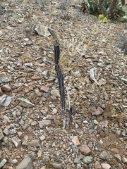 Peniocereus greggii, photograph (c) CK2AZ, some rights reserved (CC BY)