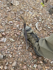 Peniocereus greggii, photograph (c) CK2AZ, some rights reserved (CC BY)