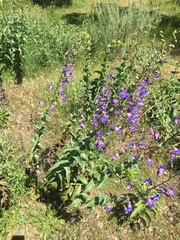 Penstemon spectabilis spectabilis