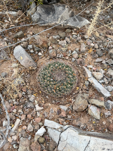 Mammillaria heyderi