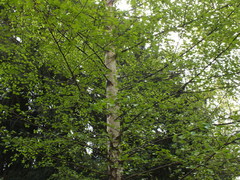 Betula pendula